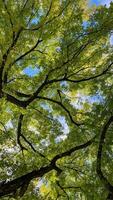 Sunlight filtering through lush green tree canopy, symbolizing natures tranquility and environmental awareness on Earth Day photo