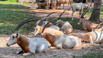 A herd of Scimitar Oryx rests under the shade in a wildlife reserve, highlighting concepts of conservation and biodiversity photo