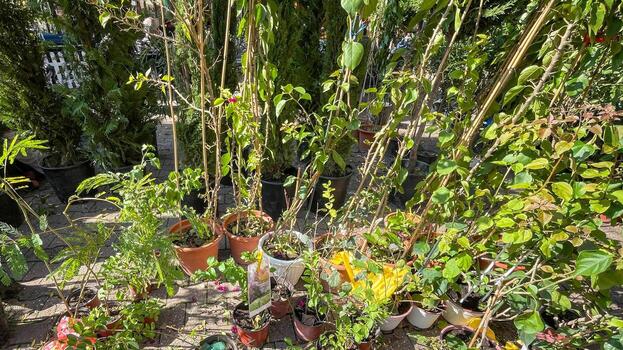 A sunny garden terrace filled with potted plants, representing sustainability and eco friendly lifestyles, perfect for Earth Day concepts photo