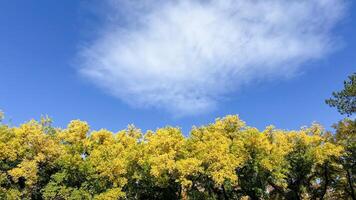 A clear blue sky with fluffy clouds hovers above vibrant autumn leaves, symbolizing change and the beauty of fall photo