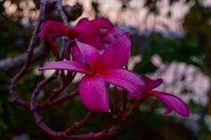 Plumeria rubra is a flowering plant. Flowers are very fragrant, generally red pink or purple center rich with yellow. photo