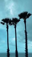 Powerful Wind Blowing Through Palm Trees Under a Grey Cloudy Sky video