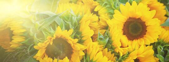 Decorative Sunflowers bunch photo