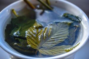 white ceramic mug with green tea and raspberry and currant leaves in it photo