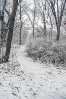 The park is covered with a thin layer of snow in winter. The park with tall trees and paths is covered with snow. photo