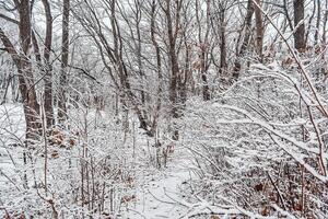 The park is covered with a thin layer of snow in winter. The park with tall trees and paths is covered with snow. photo
