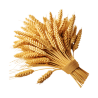 Bunch of Wheat branch on transparent background png
