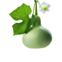 Hanging Round Bottle gourd vegetable on transparent background png