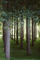 Trees planted in a row in the forest photo