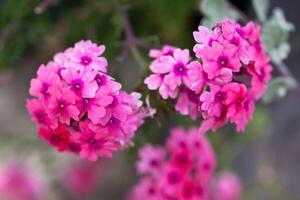 Verbena flowers on bokeh background photo
