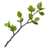 branch of a tree . Decorative branch top view . Tree branch flat lay isolated. Simple branch with leaves png