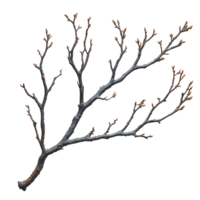 branch of a tree . Decorative branch top view . Tree branch flat lay isolated. Simple branch with leaves png