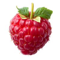 raspberry with leaf . Fresh, vibrant red raspberry with natural texture and detailed, plump drupelets isolated. organic raspberry png