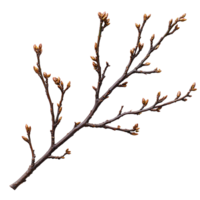 A branch with leaves and flowers on it png
