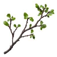 branch of a tree . Decorative branch top view . Tree branch flat lay isolated. Simple branch with leaves png