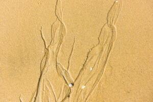 Top view of a sand sea bottom photo