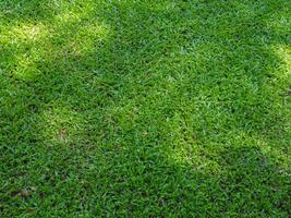 Green lawn texture under trees for a natural background in the garden. photo