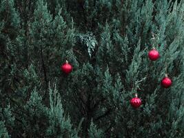 red christmas ball on pine tree photo