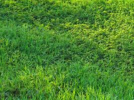 Grass texture in the forest for nature and environment background in rainy season. photo