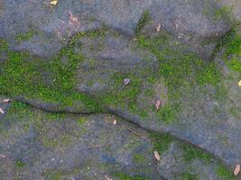 Green moss on rocks in forest for nature and environmental background. photo