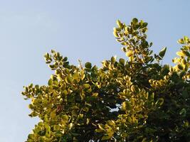 Tree tops leaves and evening light for nature copy space background photo