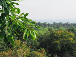Trees in the forest for background about environment nature conservation photo