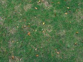 Green grass texture in the rainy season at the garden photo