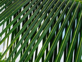 Fresh coconut leaves for a rainy or summer background. photo