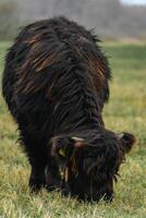 Portait of a black highlander cow, in the National Park Lentevreugd in Wassenaar, The Netherlands. photo