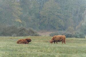 Higlander cows in the fields of Wassenaar, The Netherlands. photo