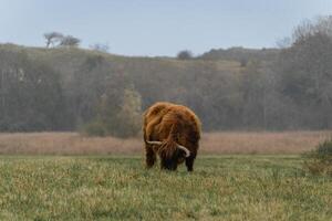 Portait of a highlander cow, in the National Park Lentevreugd in Wassenaar, The Netherlands. photo