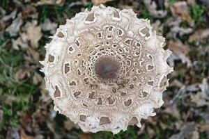 Parasol mushroom in the wild. In the National Park in De Zilk, The Netherlands. photo