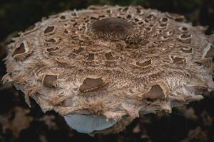 Parasol mushroom in the wild. In the National Park in De Zilk, The Netherlands. photo