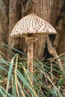 Parasol mushroom in the wild. In the National Park in De Zilk, The Netherlands. photo