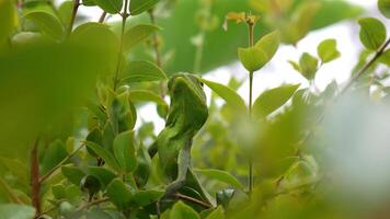 Closeup Green chameleon looks very calm hiding among the green leaves. With its blending body color, it is almost invisible to an un observant eye. photo