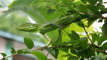 This green chameleon displays extraordinary camouflage skills among the leaves. With its flexible body and matching color, it can easily avoid predators and approach prey. photo