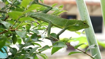 Close up Green chameleon appears to blend in with the surrounding leaves. Its sharp eyes watch every movement around, showcasing its camouflage skills. photo