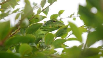 Closeup Green chameleon looks very calm hiding among the green leaves. With its blending body color, it is almost invisible to an un observant eye. photo