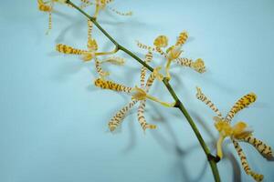 Scorpion orchid is one type of orchid that has a unique shape, because it resembles a scorpion animal. This orchid can live in the open or areas exposed to direct sunlight. photo