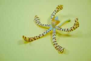 Scorpion orchid is a type of orchid that has a unique shape, because it resembles a scorpion. photo