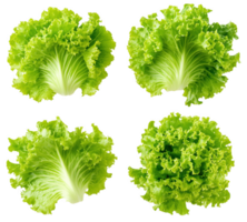 Fresh green lettuce varieties arranged neatly for a vibrant culinary display png