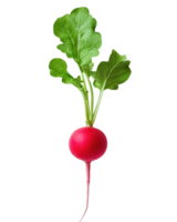 A vibrant fresh red radish nestled crisp, showcasing its greenery png