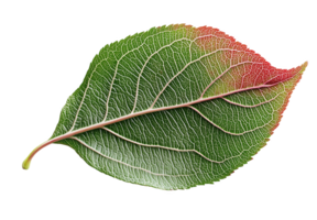 A vivid apple leaf showcasing intricate textures and color changes in natural light png