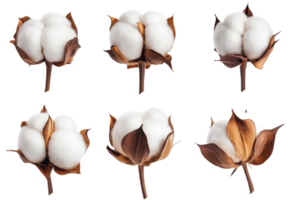 Soft and fluffy cott boll with natural ctrast png