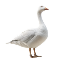 A frosted goose waddling gracefully in the yard during winter daylight png