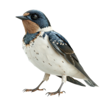 Standing frosted glass sculpture of a white acrylic bird with detailed features png