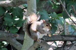 A squirrel is sitting on a tree branch photo
