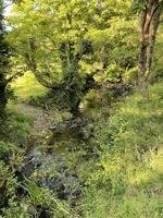 A small stream running through a lush green field photo