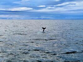 A whale is seen in the ocean with a blue sky photo