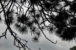 A tree with branches and leaves photo